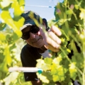 Vine Tender Rick Anzalone.