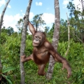 IMAX Born to be Wild 3D