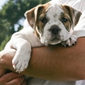 Bark in the Park