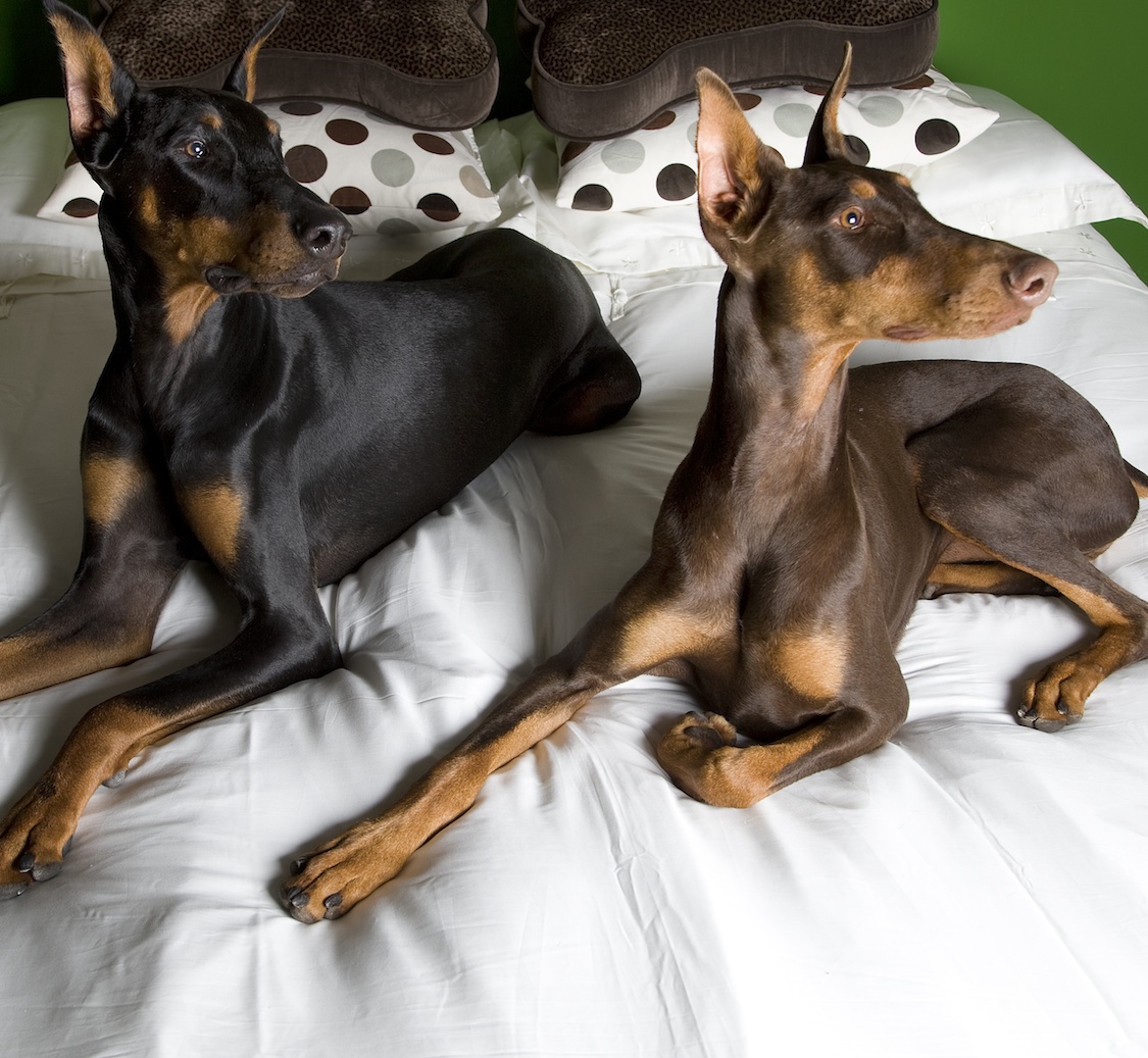 Pooch Hotel Sunnyvale Sunnyvale, CA at Pooch Hotel