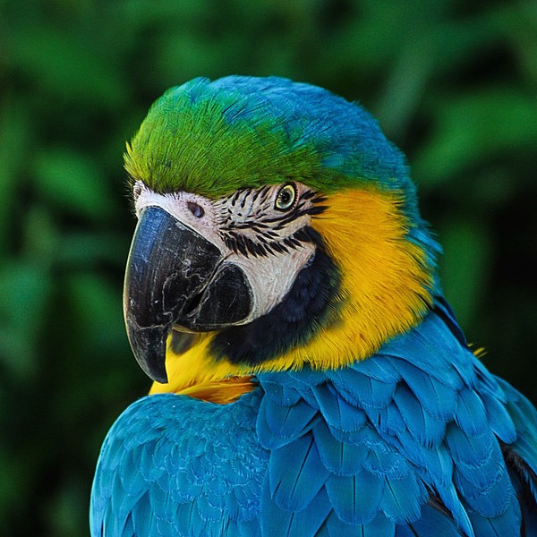 Exotic Bird Mart & Expo San Jose, CA on Sun Oct 2, 2016 at Santa