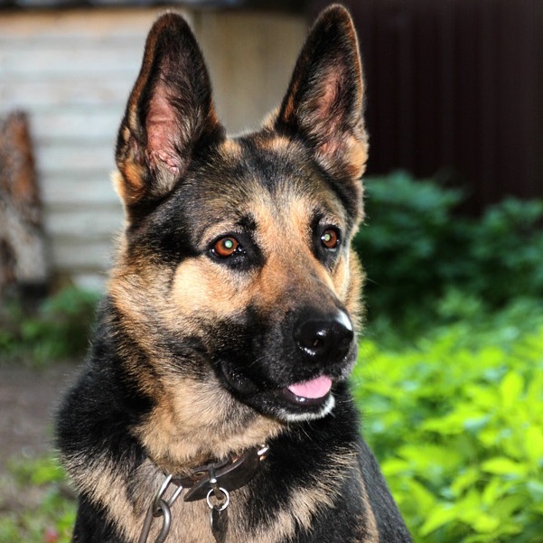 German Shepherd Rescue of Northern California Dog Adoptions San Jose