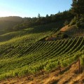 Easy-to-Find Santa Cruz Mountain Wineries