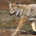 Residents of southwest Santa Clara County are nervous about an explosion in the coyote population.