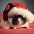 Holiday Rats Arrive in San Jose
