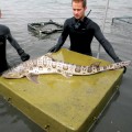 Leopard sharks run in large schools in the shallows of the South Bay, where they have recently been turning up ailing and dead. Volunteers from the Pelagic Shark Research Foundation have been rounding them up.