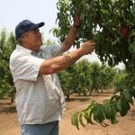 Andy, of Andy’s Orchard