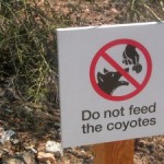 Feeding Coyotes is illegal and can endanger your community.