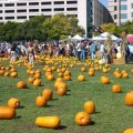 Pumpkins In The Park