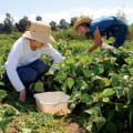 Getting down and dirty at Full Circle Farm.