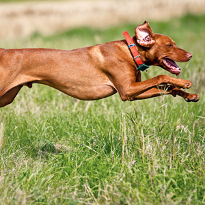 SB 1221 bans Hound Hunting