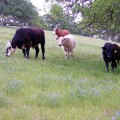 COW COW BOOGIE: The students in the new farm-to-table program will visit the grass-fed herd at Paicines Ranch.