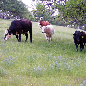 Farm-to-Table Classes in Campbell