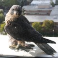 A falcon perched at San Jose's City Hall.