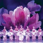 IN FULL BLOOM: 'Yulan,' a work that incorporates acrobatics and classical ballet, takes its inspiration from the magnolia flower.
