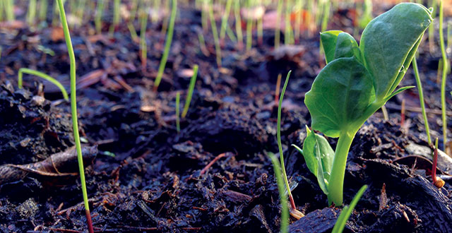 Two Brothers Launch Urban Gardening Startup Plontz