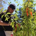 Sam van Aken has planted  20 trees across the nation using 250 varieties of stone fruit.