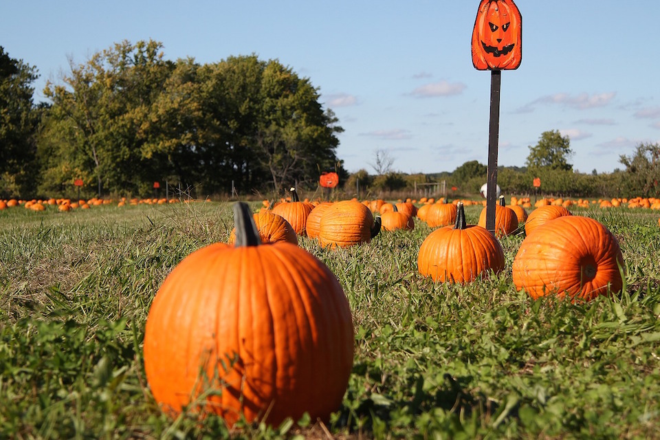 The Great Bay Area Pumpkin Patch List