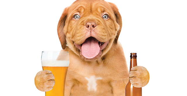 Pints for Pups: All Beer, No Bite